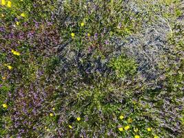 blommor av maskros. lamium purpureum blomning i de trädgård. foto