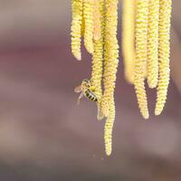 pollinering förbi bin örhängen hasselnöt. blommande Hassel hasselnöt. foto