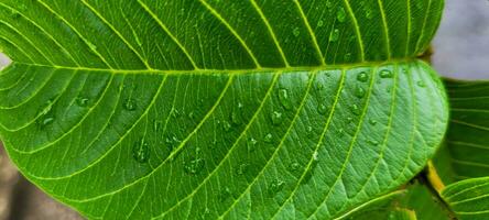 väcka natur i din projekt med de vibrerande friskhet av detta grön växt blad. perfekt för tillsats vitalitet och stil. skaffa sig den nu och vara inspirerad foto