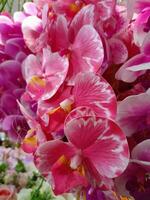 orkidéer blomma blomning skönhet natur färgrik mjuk fläck foto