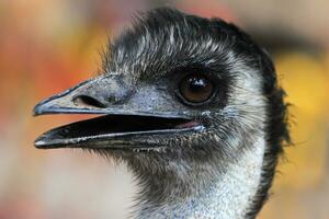 burung unta eller emu dromaius novaehollandiae fågel foto