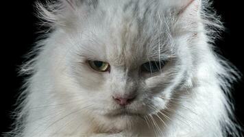 porträtt av en persisk ras katt felis catus foto