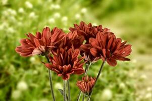 krysantemum koreanum blomma med röd kronblad foto