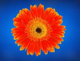 orange blomma närbild foto