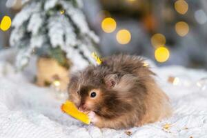 en rolig lurvig fluffig hamster nibbles en morot på en jul bakgrund med fe- lampor och bokeh foto