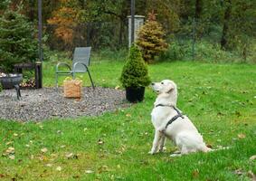 gyllene retriever hund i de trädgård foto