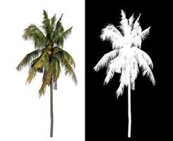 kokos träd på vit bakgrund med klippning väg och alfa kanal på svart bakgrund. foto