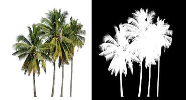 grupp av kokos träd på vit bakgrund med klippning väg och alfa kanal på svart bakgrund. foto