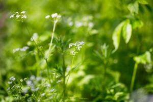 körvel, anthriscus cerefolium , franska persilja eller trädgård körvel små vit blommor på grön bakgrund i de trädgård. grund djup av fält foto