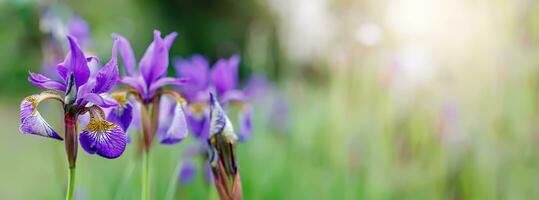 skön lila iris blomma blomning i de vår trädgård med grön lummig bakgrund foto