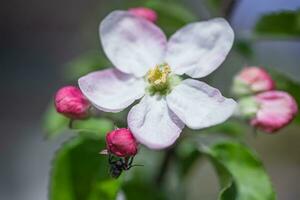 äpple träd blomma i vår, närbild, selektiv fokus foto