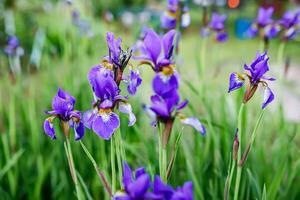 delikat kronblad av en lila iris blomma i full blomma. värma Sol av sommartid foto