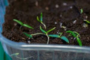 microgreen peppar groddar plantor i plast behållare. selektiv fokus. natur. foto