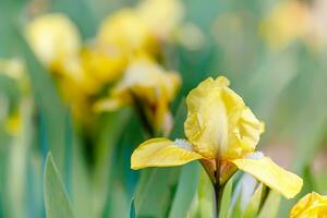 gul iris blomma i full blomma med en underbar bakgrund av Övrig färgrik blommor foto