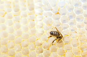 de blåmärke av en honung bi fastnar ut av vaxkaka honung har en unik smak och välgörande egenskaper. friska livsstil. foto