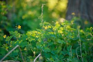 blomning svalört, chelidonium majus, större svalört, nippelwort, sväljört eller tetterwort i skog belyst förbi strålar av miljö Sol. medicinsk växter. foto