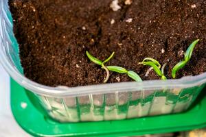 microgreen peppar groddar plantor i plast behållare. selektiv fokus. natur. foto