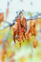 naturlig skärmsläckare och bakgrund med höst tema och säsong- färger landskap foto