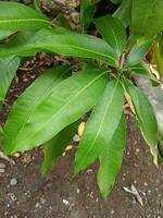 grön löv mango i gren. natur tapet och bakgrund foto