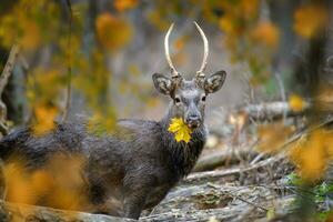 porträtt av majestätisk rådjur sven i höst skog med gul blad. vilda djur och växter scen från natur foto