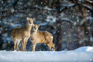 två rom hjortar i de vinter- skog med snöfall. djur- i naturlig livsmiljö foto