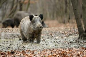 stänga vild vildsvin i smuts i höst skog foto