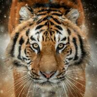 närbild vuxen tiger porträtt i kall tid. tiger snö i vild vinter- natur foto