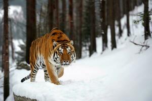 vuxen tiger i kall tid. tiger snö i vild vinter- natur foto