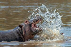 flodhäst i vatten med många stänk, kenya, afrika foto