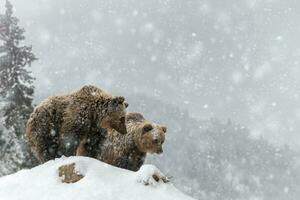 två brun björnar i vinter- berg. djur- i vild vinter- natur foto