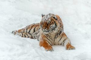 närbild vuxen tiger i kall tid. tiger snö i vild vinter- natur foto