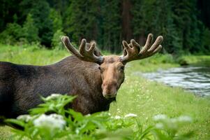 majestätisk porträtt älg med stor horn i sommar skog foto