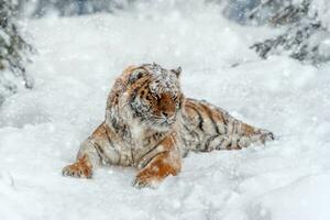 närbild vuxen tiger i kall tid. tiger snö i vild vinter- natur foto