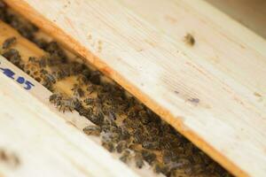 bin i en bikupa med ett öppen topp lock. bin på de ram. lugna honung bin under inspektion förbi en biodlare på de bigård. foto