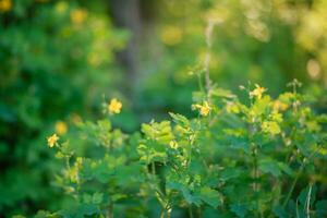 blomning svalört, chelidonium majus, större svalört, nippelwort, sväljört eller tetterwort i de skog belyst förbi de strålar av de miljö Sol. celandine på de bakgrund av grön skog. foto