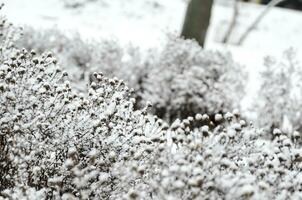 snö täckt blommor foto