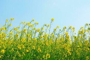 gul senap blomma fält med blå himmel bakgrund foto