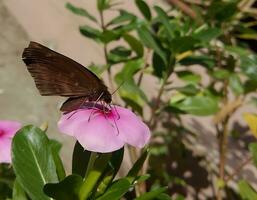 monark, skön fjäril fotografi, skön fjäril på blomma, makro fotografi, skön natur foto