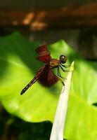 skön scharlakansrött trollslända fotografi, skön trollslända på natur, makro fotografi, skön natur foto