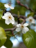 blomma körsbär närbild foto