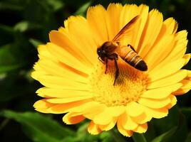 blomma skön blommor natur, fotografi, blommor, blommande växt, skönhet i natur, friskhet foto