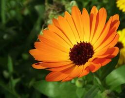 blomma skön blommor natur, fotografi, blommor, blommande växt, skönhet i natur, friskhet foto