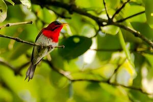 fågel fotografi, fågel bild, mest skön fågel fotografi, natur fotografi foto