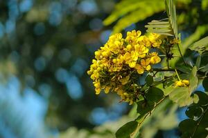 blomma skön blommor natur, fotografi, blommor, blommande växt, skönhet i natur, friskhet foto