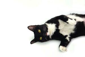 söt svart hårig katt med gul ögon liggande isolerat på vit bakgrund och ser i kamera. foto