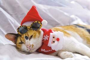 katt i santa claus hatt jul vinter- foto