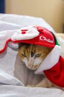 katt i santa claus hatt jul vinter- foto