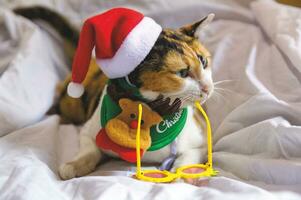 katt i santa claus hatt jul vinter- foto