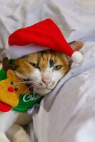 katt i santa claus hatt jul vinter- foto