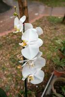vit orkide stöds förbi stång foto